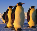 Linux volgende prooi van Vista-hacker