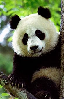Chinese reuzenpanda’s krijgen breedband internet