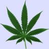 E-mail en SMS schadelijker dan cannabis