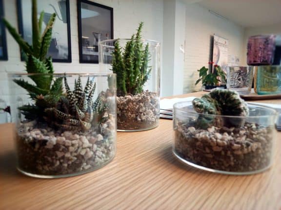 Drie cactusplanten in glazen vazen op een houten tafel.