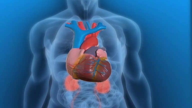 Onderzoekers gebruiken hart als verificatiemethode