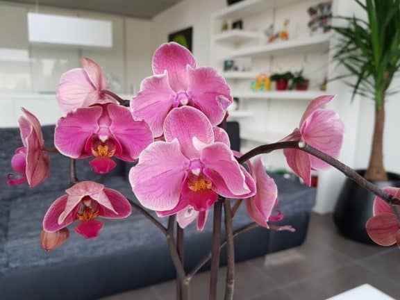 Roze orchideeën in een vaas in de woonkamer van een Samsung Galaxy S9.