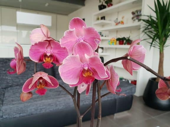 Samsung Galaxy S9 maakt een momentopname van roze orchideeën in een vaas in een woonkamer.