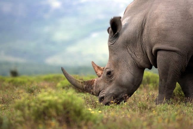 Hoe technologie de neushoorn redt