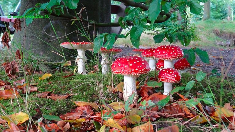 Toekomstige chips kunnen van paddenstoelen gemaakt zijn