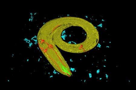 Liquid neural networks: hoe een worm de problemen van AI oplost