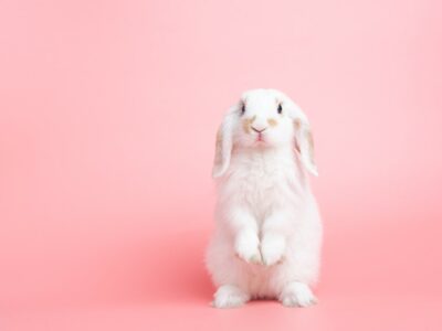 Malware-as-a-Service BunnyLoader stuurt je gevoelige data in een ZIP naar hackers