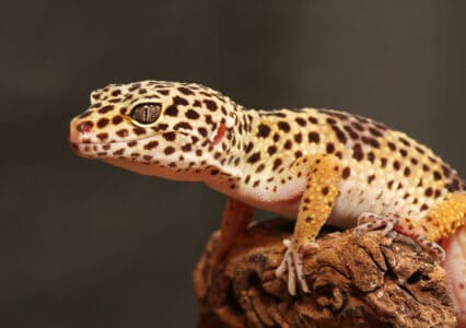 Akamai stapt met Gecko verder in de edge