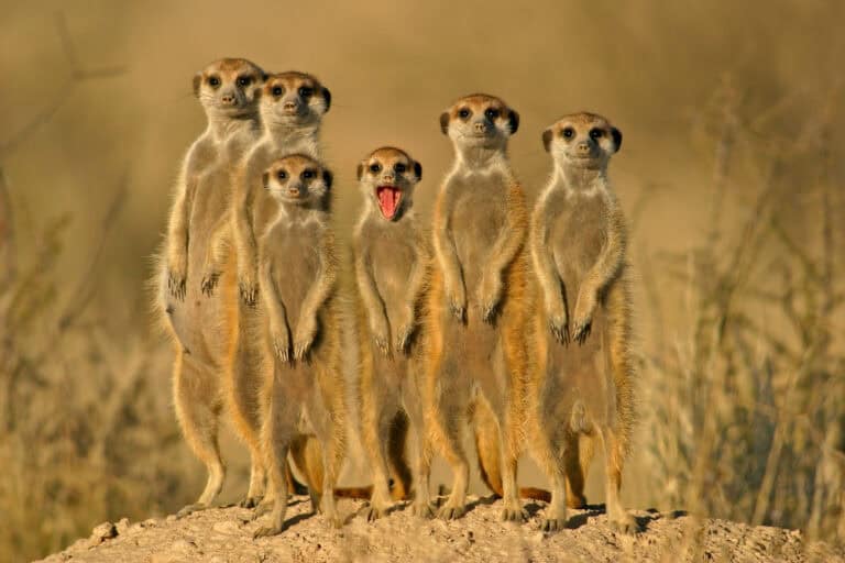 Muddling Meerkat manipuleert de Chinese Great Firewall