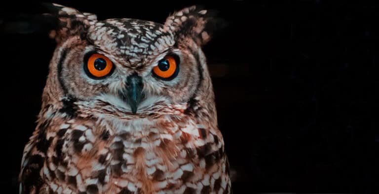 Bliksemsnelle bedrijvenchecker Noctua wil onderzoekersharten veroveren