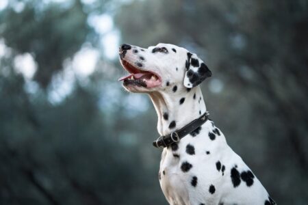 OpenStack verwelkomt meer Dalmatian-gebruikers na VMware-overname