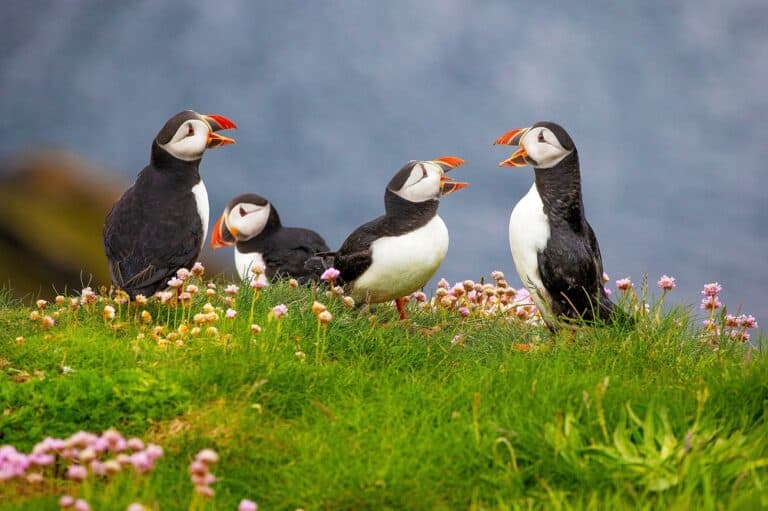 Beta Ubuntu 25.04 ‘Plucky Puffin’ nu beschikbaar