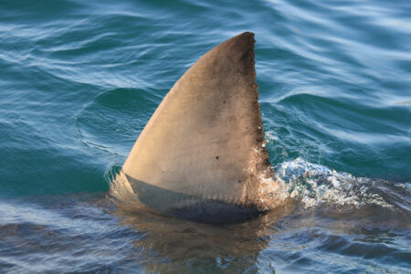 Sysdig doneert Stratoshark aan Wireshark Foundation voor cloud security