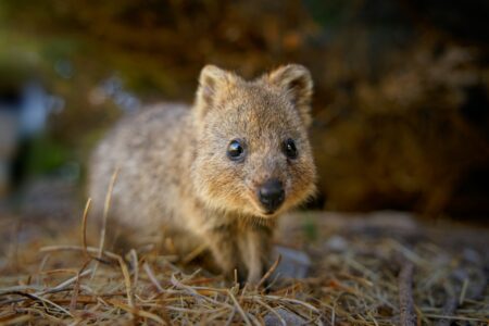 Ubuntu 25.10 ‘Questing Quokka’ komt met GNOME 49