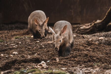 OpenAI Aardvark spoort automatisch kwetsbaarheden op