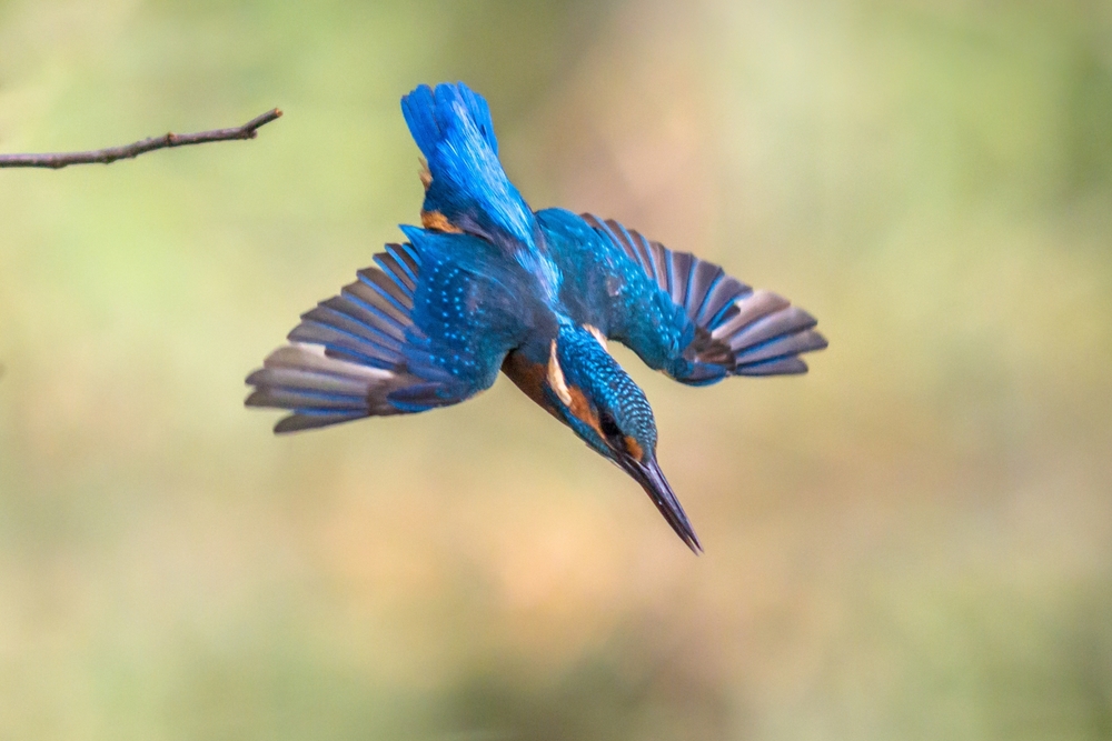 Update: Bird staat open voor nieuwe gesprekken na afwijzing CM.com