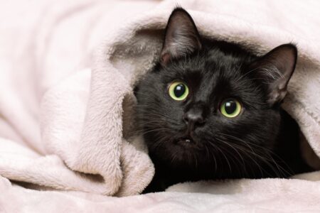 Securityexperts gebruiken BlackCat-ransomware: tot 20 jaar cel