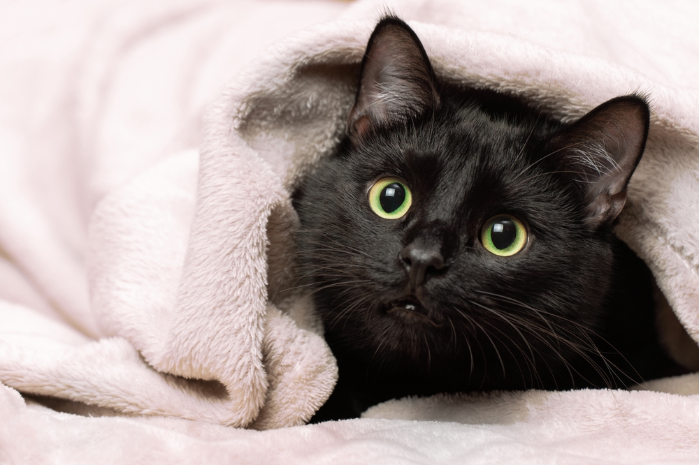 Securityexperts gebruiken BlackCat-ransomware: tot 20 jaar cel