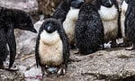 Het regent Linux-kwetsbaarheden: wat is er aan de hand?
