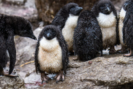 Het regent Linux-kwetsbaarheden: wat is er aan de hand?