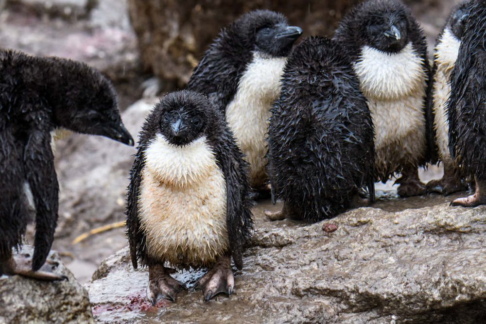 Het regent Linux-kwetsbaarheden: wat is er aan de hand?